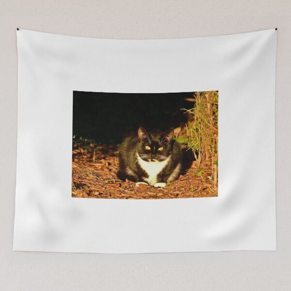 Item preview, Tuxedo Cat in Dappled Light designed and sold by MercerImages.