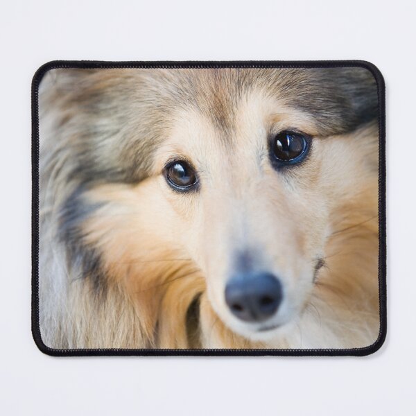 Item preview, Shetland Sheepdog Portrait designed and sold by katifinell.