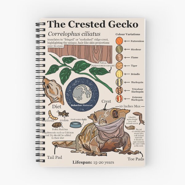 Item preview, The Crested Gecko Infographic Guide designed and sold by DrawnByMoonBeam.