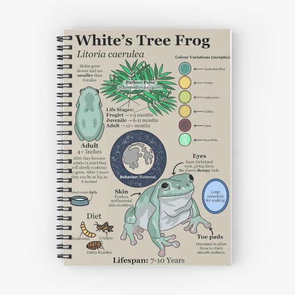 Item preview, White's Tree Frog Infographic Guide designed and sold by DrawnByMoonBeam.