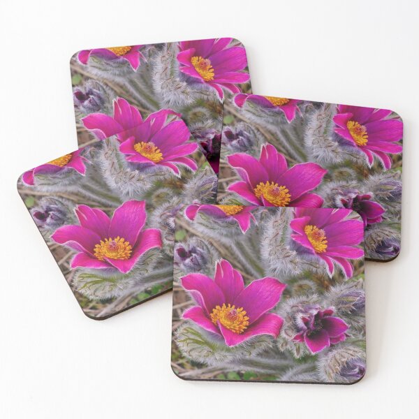 Item preview, Wild Pulsatilla Blossoms with Silvery Hairs and Golden Centers designed and sold by Dreamy Armine Art.