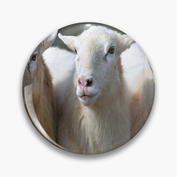 Item preview, THREE EWES designed and sold by SKIP WILLITS FINE ART.