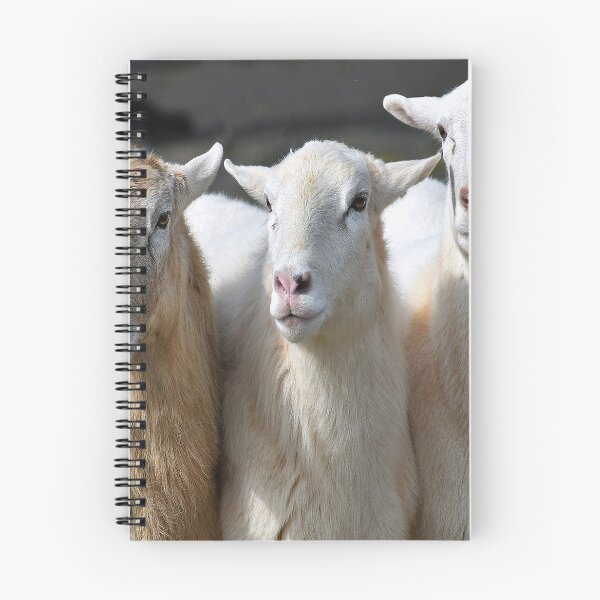 Item preview, THREE EWES designed and sold by SKIP WILLITS FINE ART.