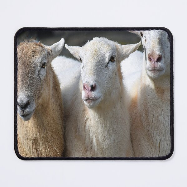 Item preview, THREE EWES designed and sold by SKIP WILLITS FINE ART.