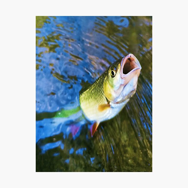 Item preview, Big fish fishing adventure designed and sold by Stefanrajzer.