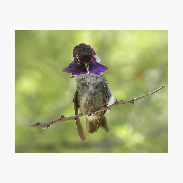 Item preview, Preening designed and sold by ChuckCheatham.