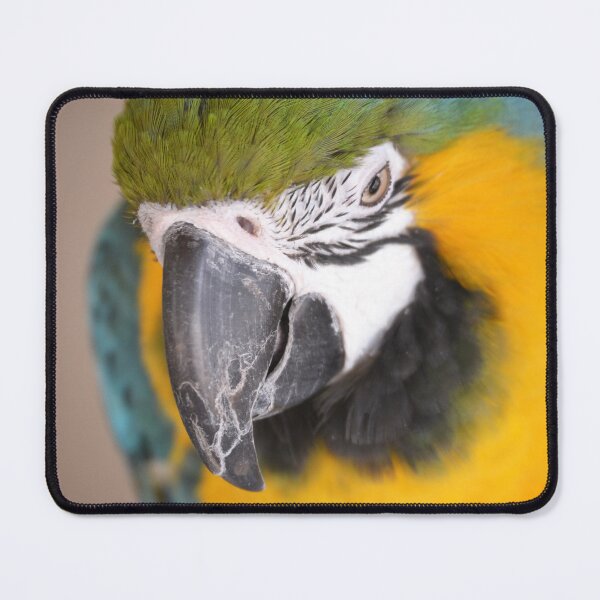 Item preview, Cute Macaw Parrot looking down from perch designed and sold by BarryMayfield.
