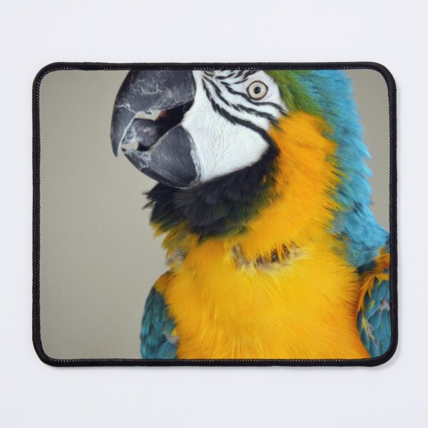 Item preview, Beautiful Macaw Parrot looking at camera designed and sold by BarryMayfield.