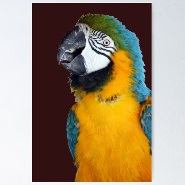 Item preview, Beautiful Macaw Parrot looking at camera 2 designed and sold by BarryMayfield.