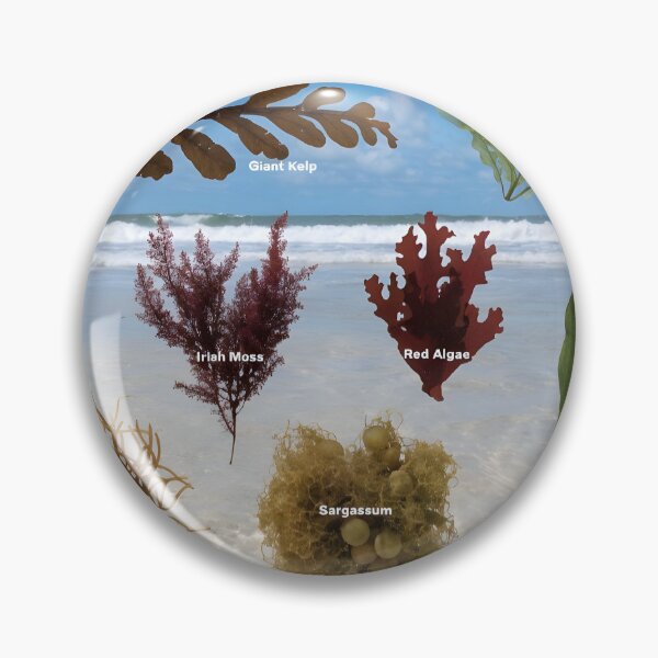 Item preview, Beach field guide panel with labeled seaweed samples by ocean waves designed and sold by Creative88Art.