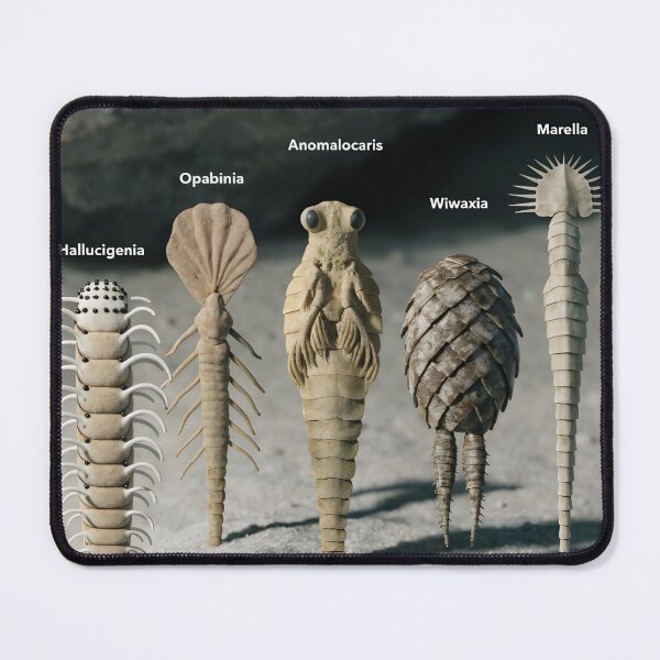 Item preview, Studio display of Cambrian creatures with labels, Burgess Shale theme designed and sold by Creative88Art.
