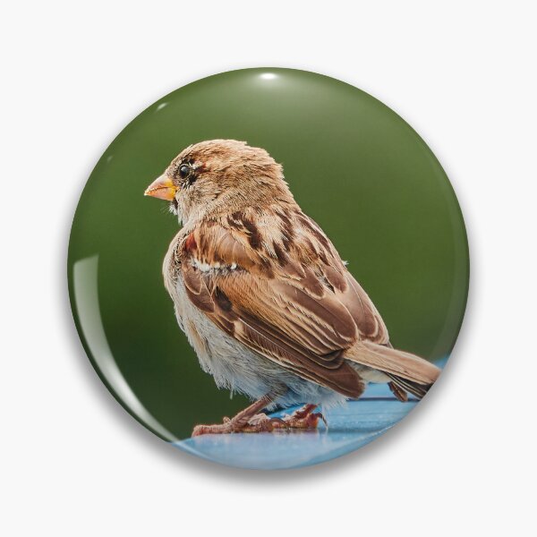 Item preview, Sparrow of Least Concern designed and sold by Eidetic Photos.