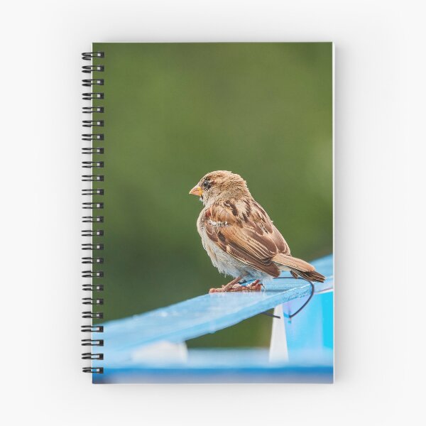 Item preview, Sparrow of Least Concern designed and sold by Eidetic Photos.