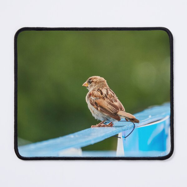 Item preview, Sparrow of Least Concern designed and sold by Eidetic Photos.