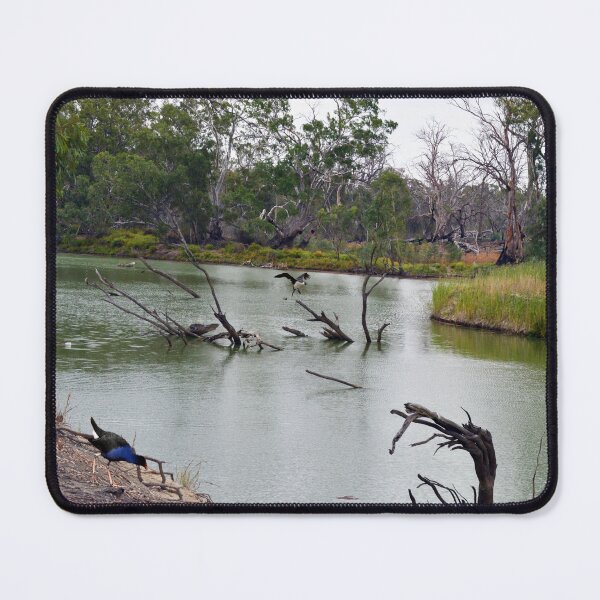 Item preview, "Murray Cod Oasis: A Hidden Gem of the River Murray, South Australia" designed and sold by A-Work-Of-Art.