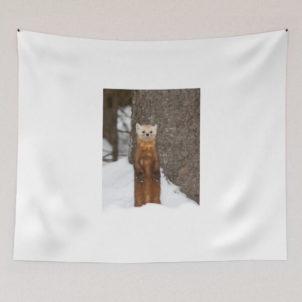 Item preview, Pine Marten - Algonquin Park designed and sold by James Cumming.