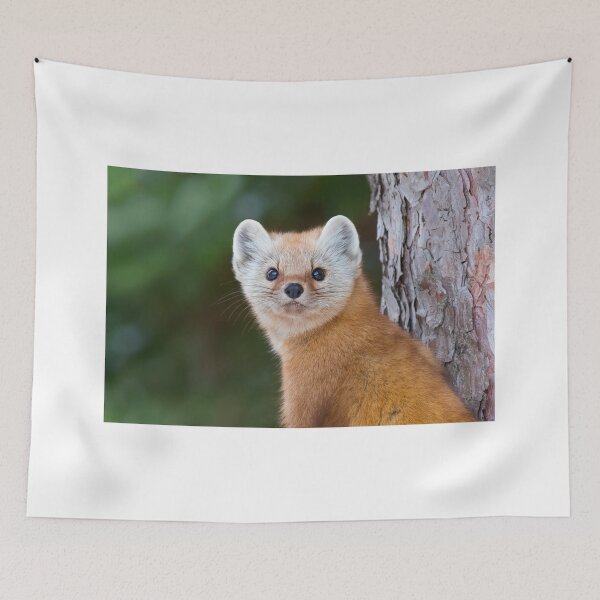 Item preview, Pine Marten - Algonquin Park designed and sold by James Cumming.
