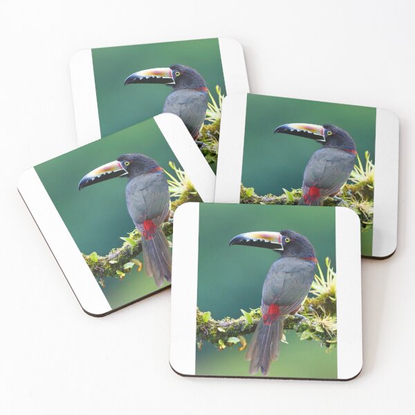 Item preview, Collared Aracari - Costa Rica designed and sold by James Cumming.