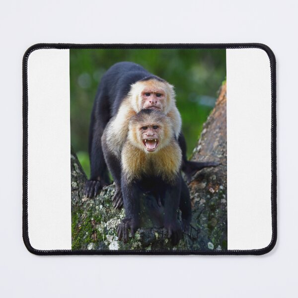 Item preview, Capuchin Monkey Photobomb - Costa Rica designed and sold by James Cumming.