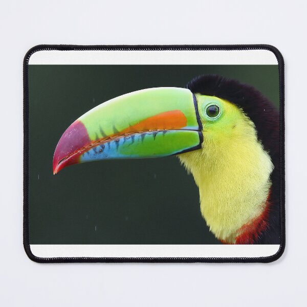 Item preview, Keel-billed Toucan - Costa Rica designed and sold by James Cumming.