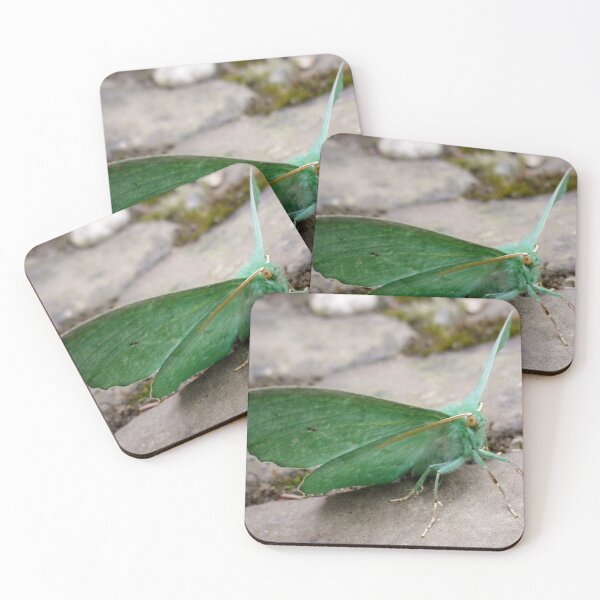 Item preview, LARGE EMERALD MOTH Geometra papilionaria designed and sold by Richard Brookes Photography.