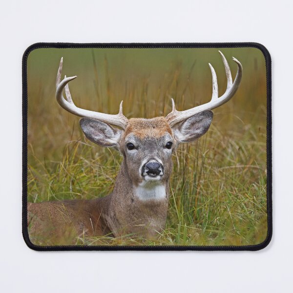 Item preview, White-tailed deer Buck designed and sold by James Cumming.