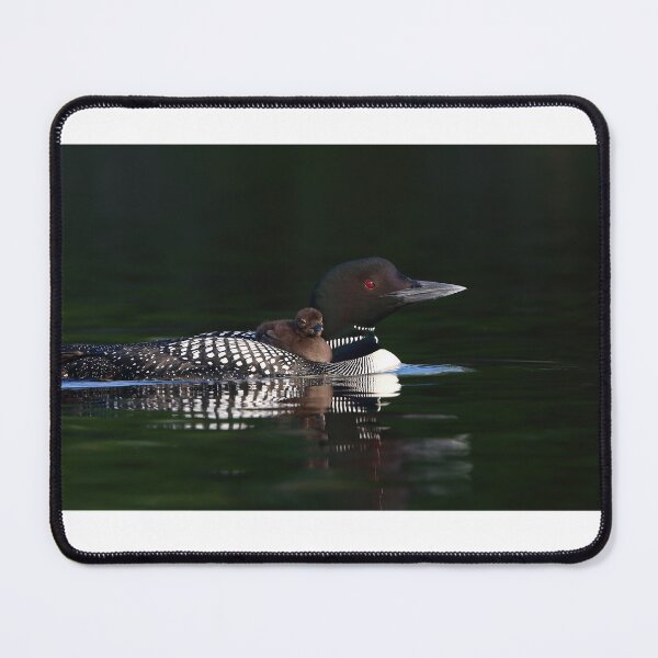 Item preview, Common loon with chick designed and sold by James Cumming.