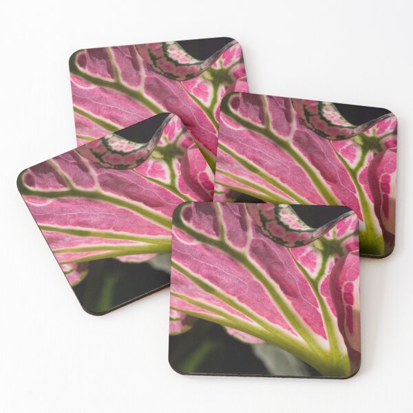 Item preview, Caladium designed and sold by ROSE ANN BANILAR.