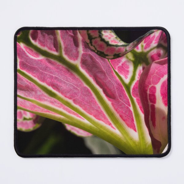 Item preview, Caladium designed and sold by ROSE ANN BANILAR.