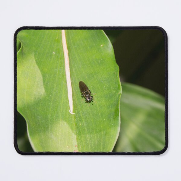 Item preview, black soldier fly designed and sold by ROSE ANN BANILAR.