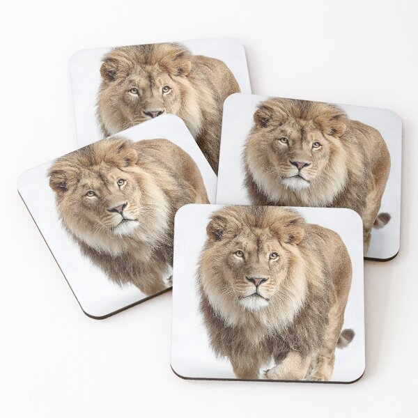 Item preview, Majestic lion photo with white background designed and sold by dcrc.