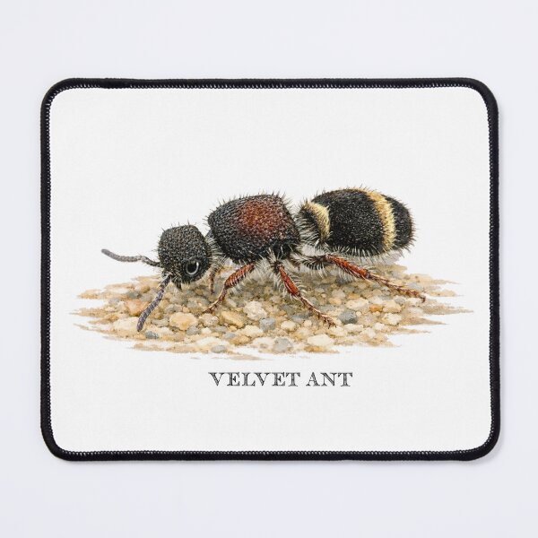 Item preview, Velvet ant designed and sold by Outback Geo Adventures.