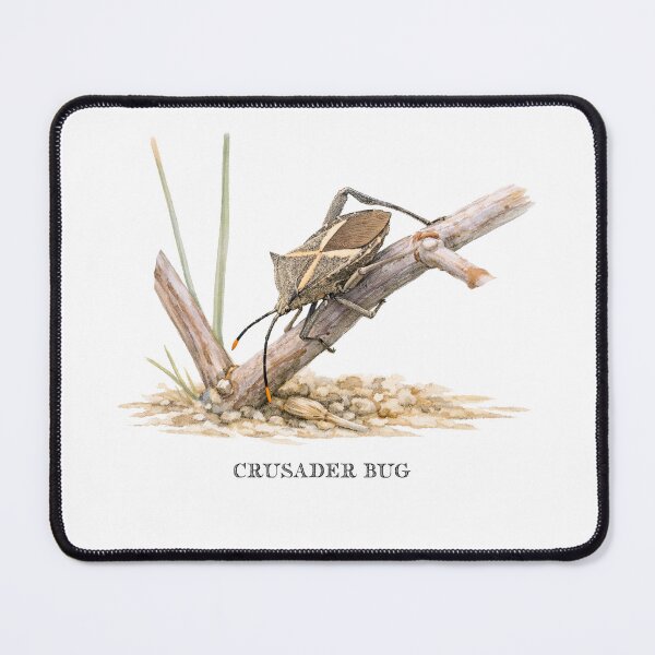 Item preview, Crusader Bug designed and sold by Outback Geo Adventures.