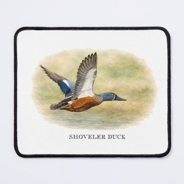 Item preview, Shoveler Duck  designed and sold by Outback Geo Adventures.