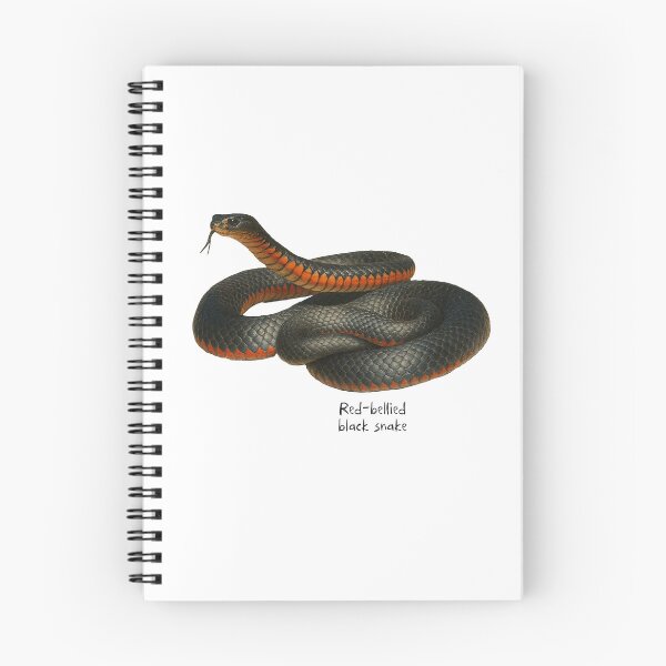 Item preview, Red-bellied black snake designed and sold by Outback Geo Adventures.