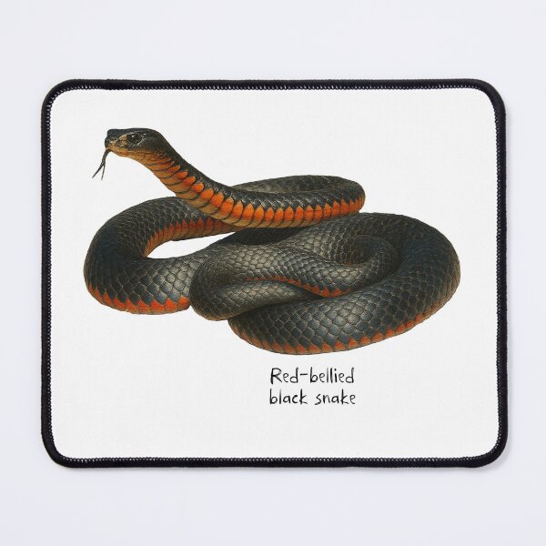 Item preview, Red-bellied black snake designed and sold by Outback Geo Adventures.