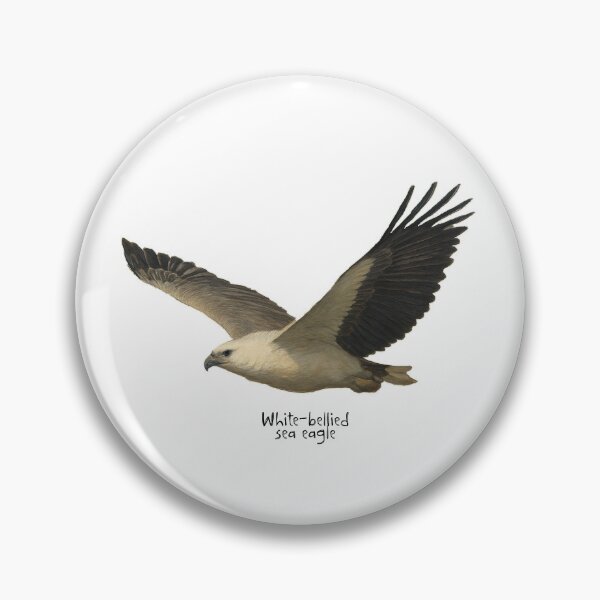 Item preview, White-bellied sea eagle  designed and sold by Outback Geo Adventures.