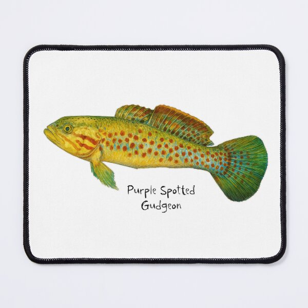 Item preview, Purple Spotted Gudgeon designed and sold by Outback Geo Adventures.