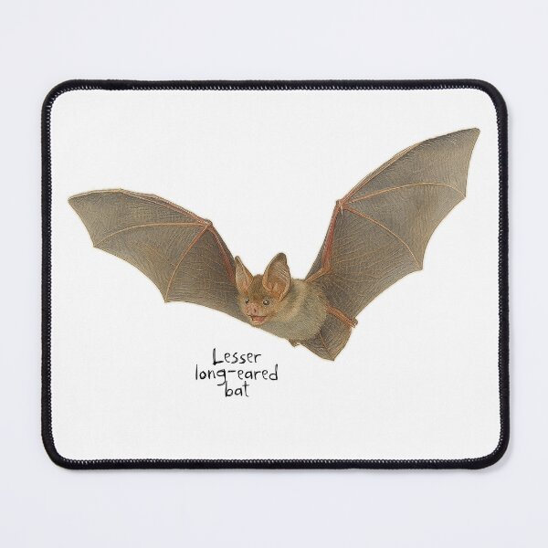 Item preview, Lesser long-eared bat designed and sold by Outback Geo Adventures.