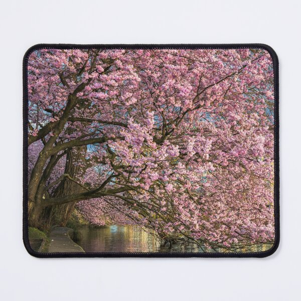 Item preview, Cherry blossoms in Hamburg, Germany designed and sold by Michael Abid.