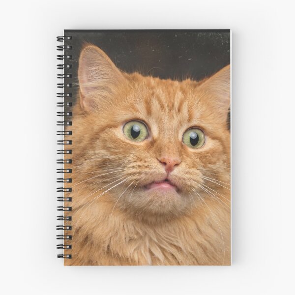Item preview, Wait... What?! - Shocked and Derpy Fluffy Orange Cat designed and sold by Darkifun.