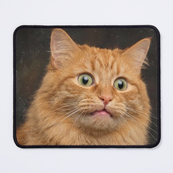 Item preview, Wait... What?! - Shocked and Derpy Fluffy Orange Cat designed and sold by Darkifun.