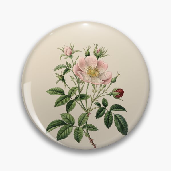 Item preview, Rosa Canina Botanical Plate – Vintage Museum Rose  Art designed and sold by zaina.sho.