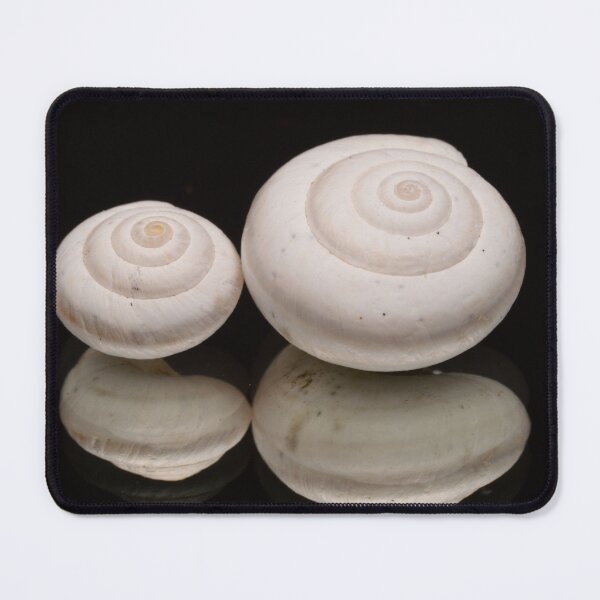 Item preview, White Spiral Seashells on Black designed and sold by Goiko7Margarita.