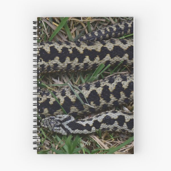Item preview, Adder Snake Surrey | British Wildlife Photography | England Nature Print designed and sold by ThatSurreyLife.
