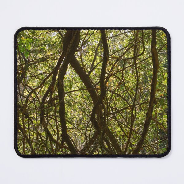 Item preview, Surrey Woodland Trees | England UK Forest Nature Photography | Countryside Landscape Print designed and sold by ThatSurreyLife.