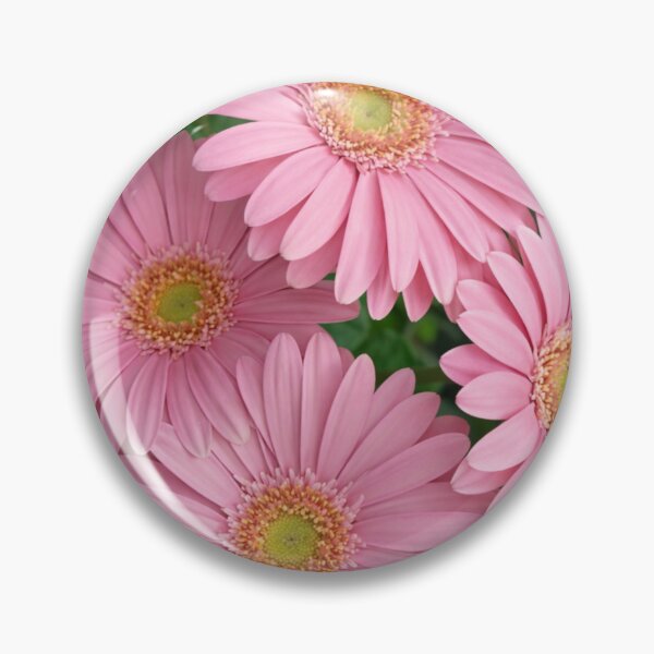 Item preview, Four Radiant Pink Gerbera Daisies in Bloom designed and sold by Dreamy Armine Art.