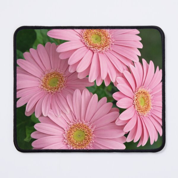 Item preview, Four Radiant Pink Gerbera Daisies in Bloom designed and sold by Dreamy Armine Art.