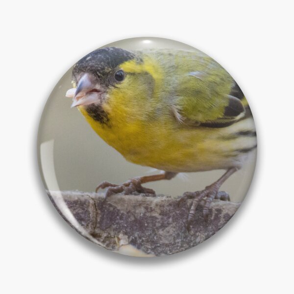 Item preview, Eurasian Siskin designed and sold by LaurenTucker.