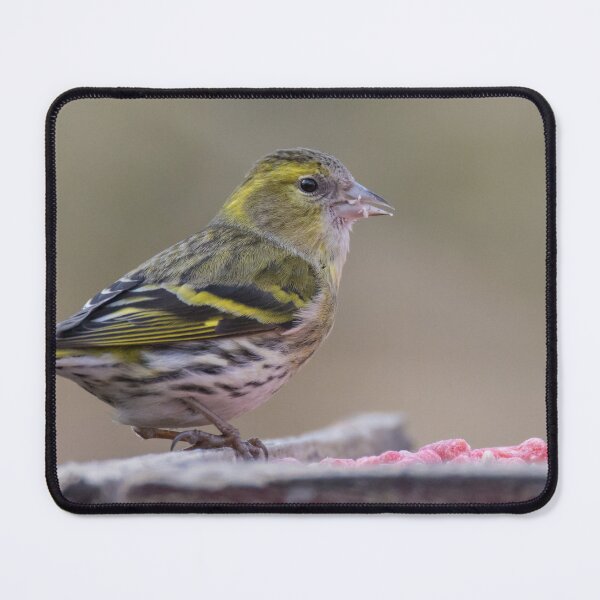 Item preview, Eurasian Siskin designed and sold by LaurenTucker.
